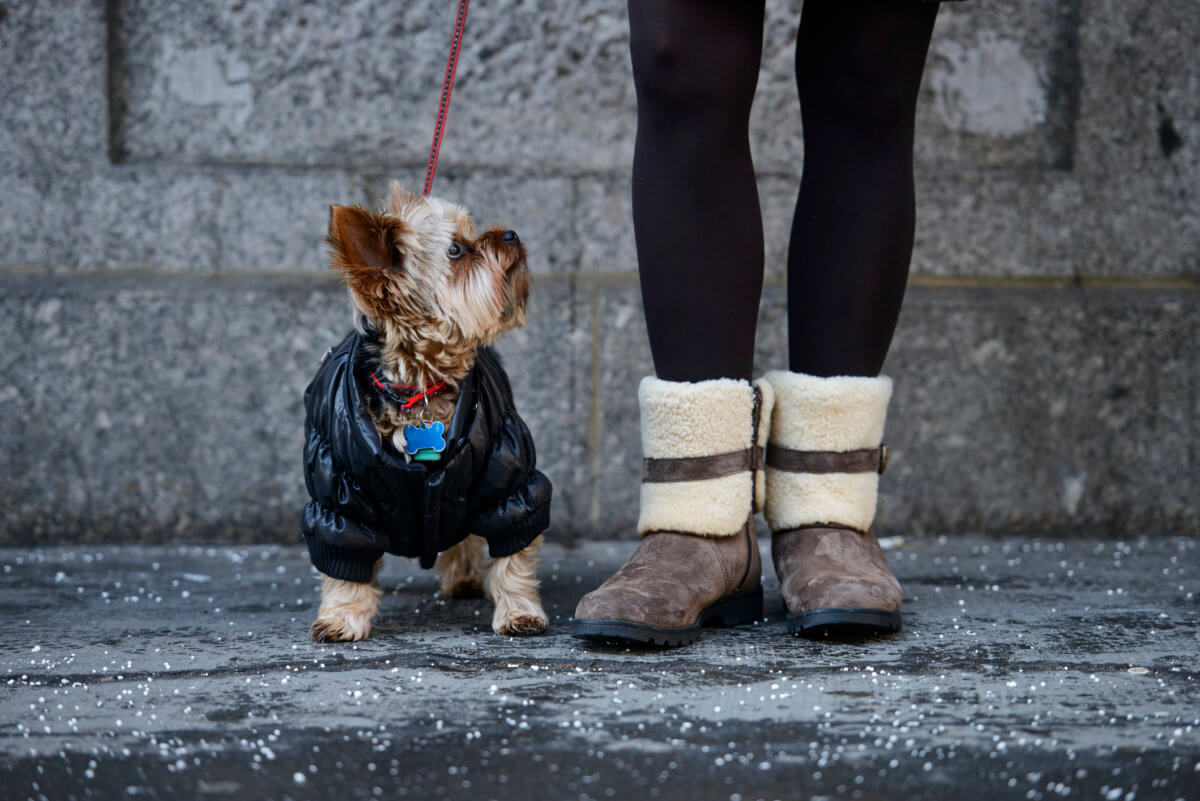 Portrait of a cute Yorkshire Dog with woman legs (low section) on the street, New York
