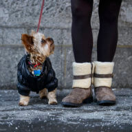 Copper Dog matches adoption fees for National Rescue Dog Day 11