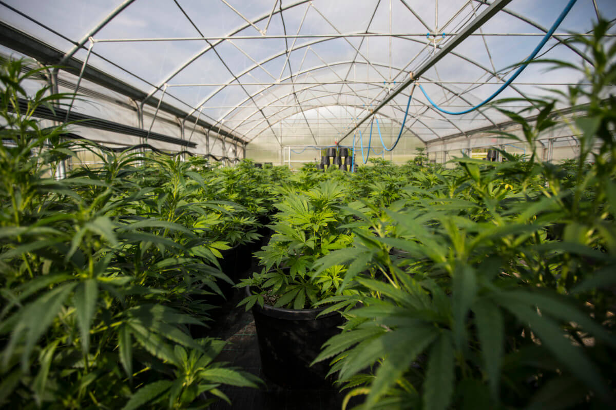 Marijuana growing in a greenhouse