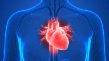 Human Heart Anatomy