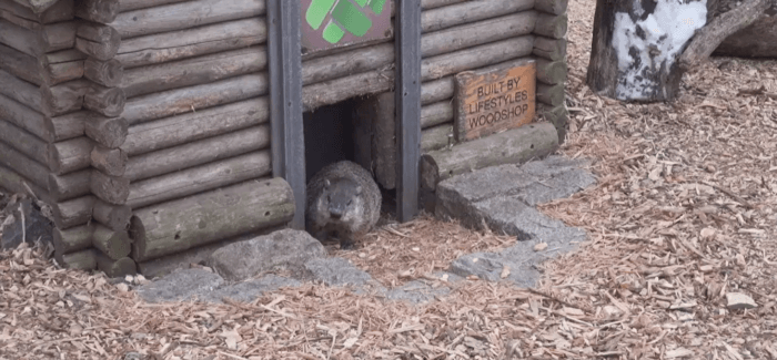 Staten Island Chuck