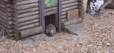 Staten Island Chuck