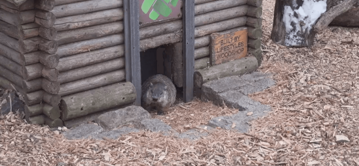 ‘Well, it’s Groundhog Day… again’: Will Staten Island Chuck predict an