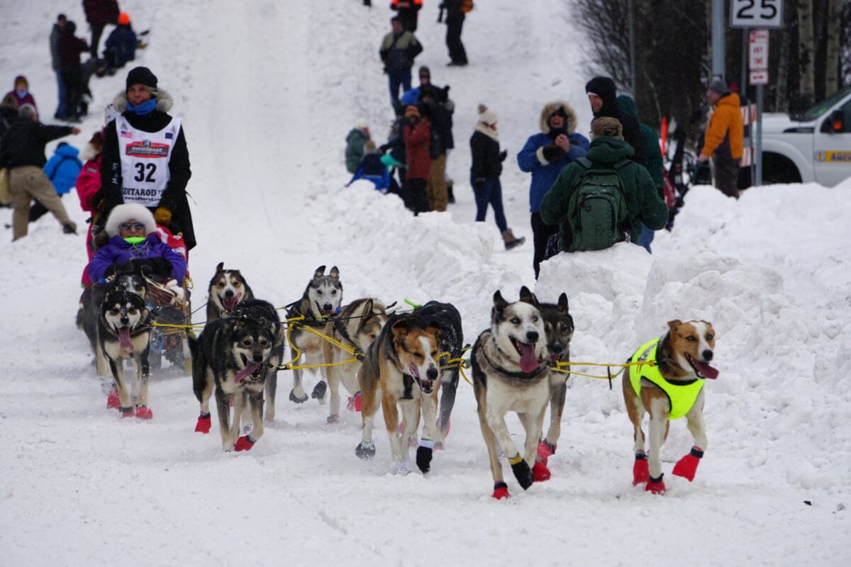 50th running of the Iditarod commences