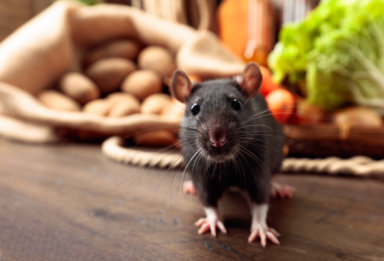 Rat on a wooden table with vegetables and kitchen utensils.
