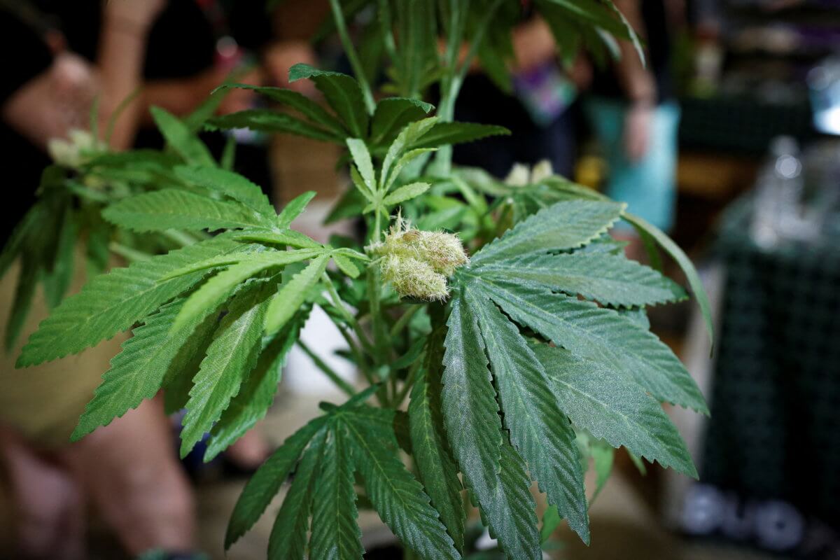 FILE PHOTO: A fully budded marijuana plant is seen during the Cannadelic Miami expo, in Miami, F