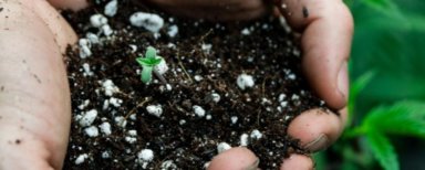 Best Cannabis Seeds & Marijuana Seeds for Sale 2022