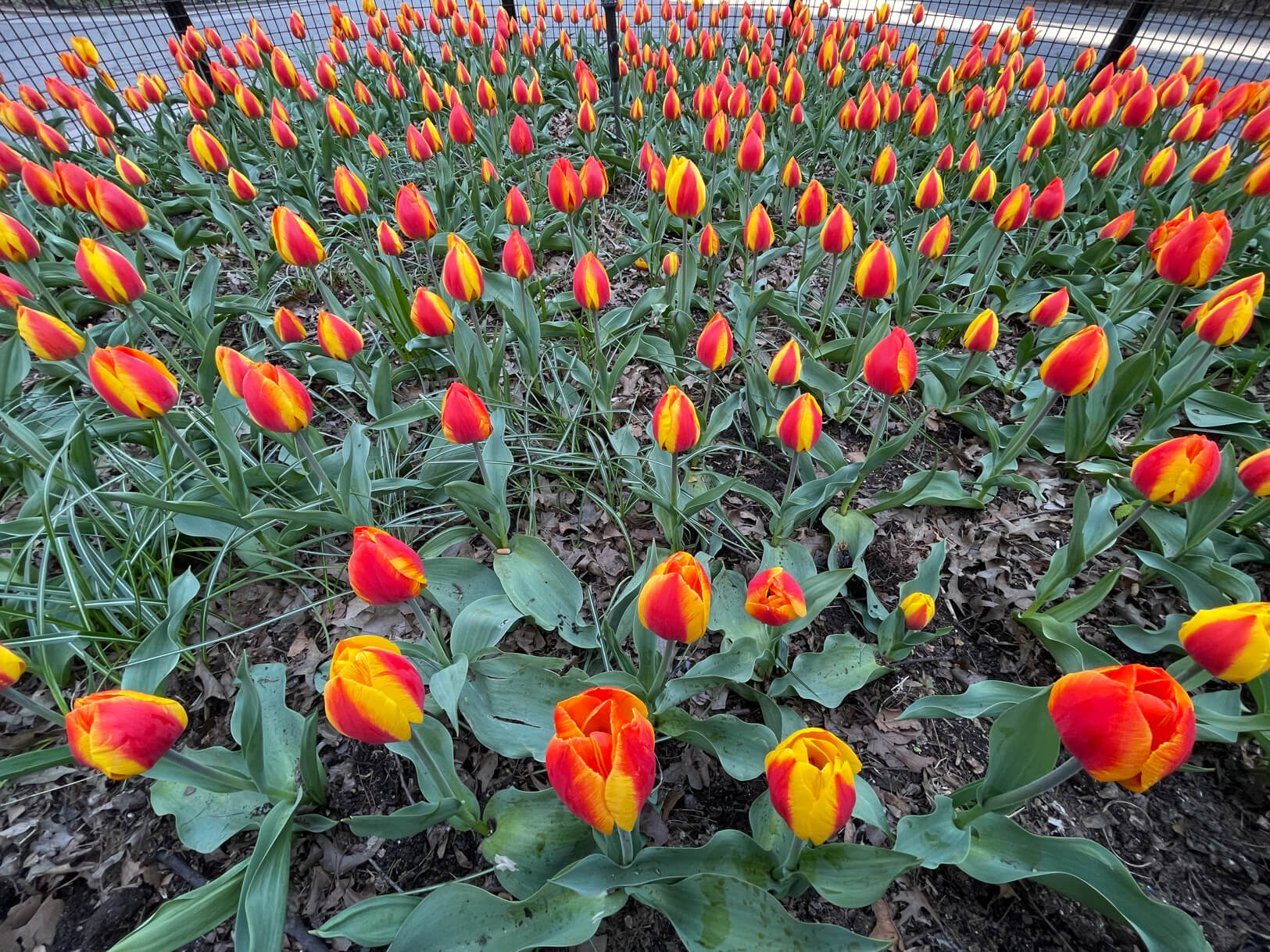 The Village celebrates Earth Day and weekend 4