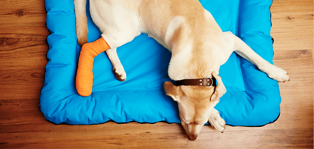 Best Pet Insurance 2022: In-Depth Review Of The Top 3 Providers Best Pet Insurance 2022: In-Depth Review Of The Top 3 Providers