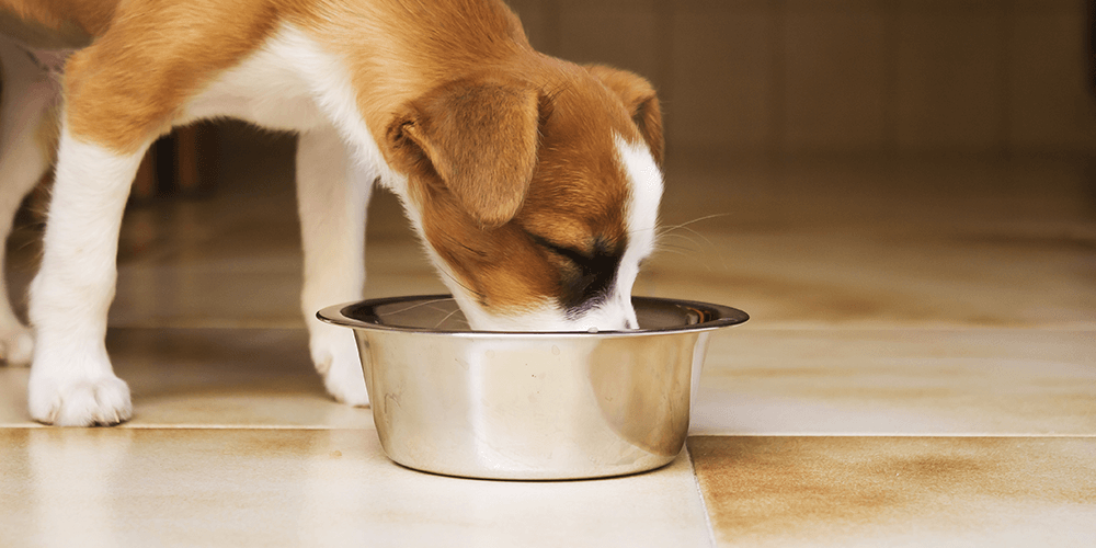 Best Dog Food: Top 6 Picks For Your Pup