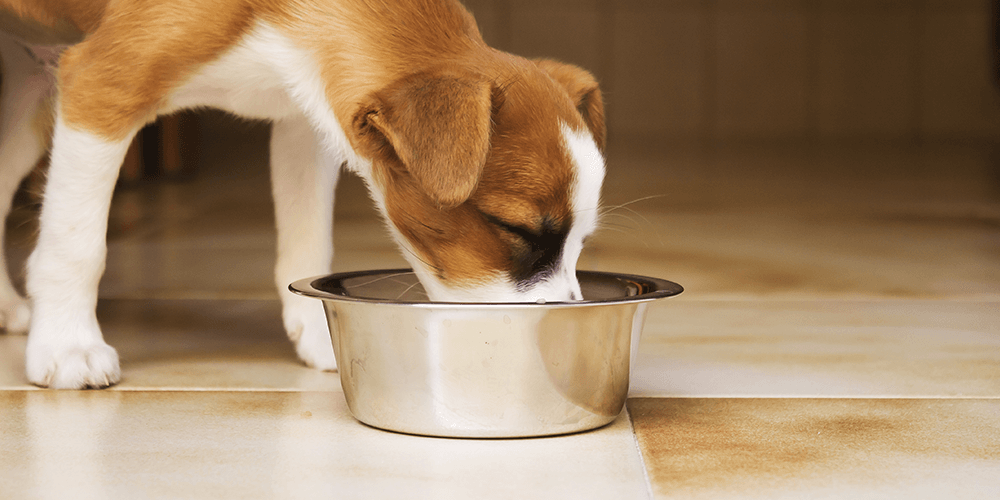 Best Dog Food: Top 6 Picks For Your Pup Best Dog Food: Top 6 Picks For Your Pup