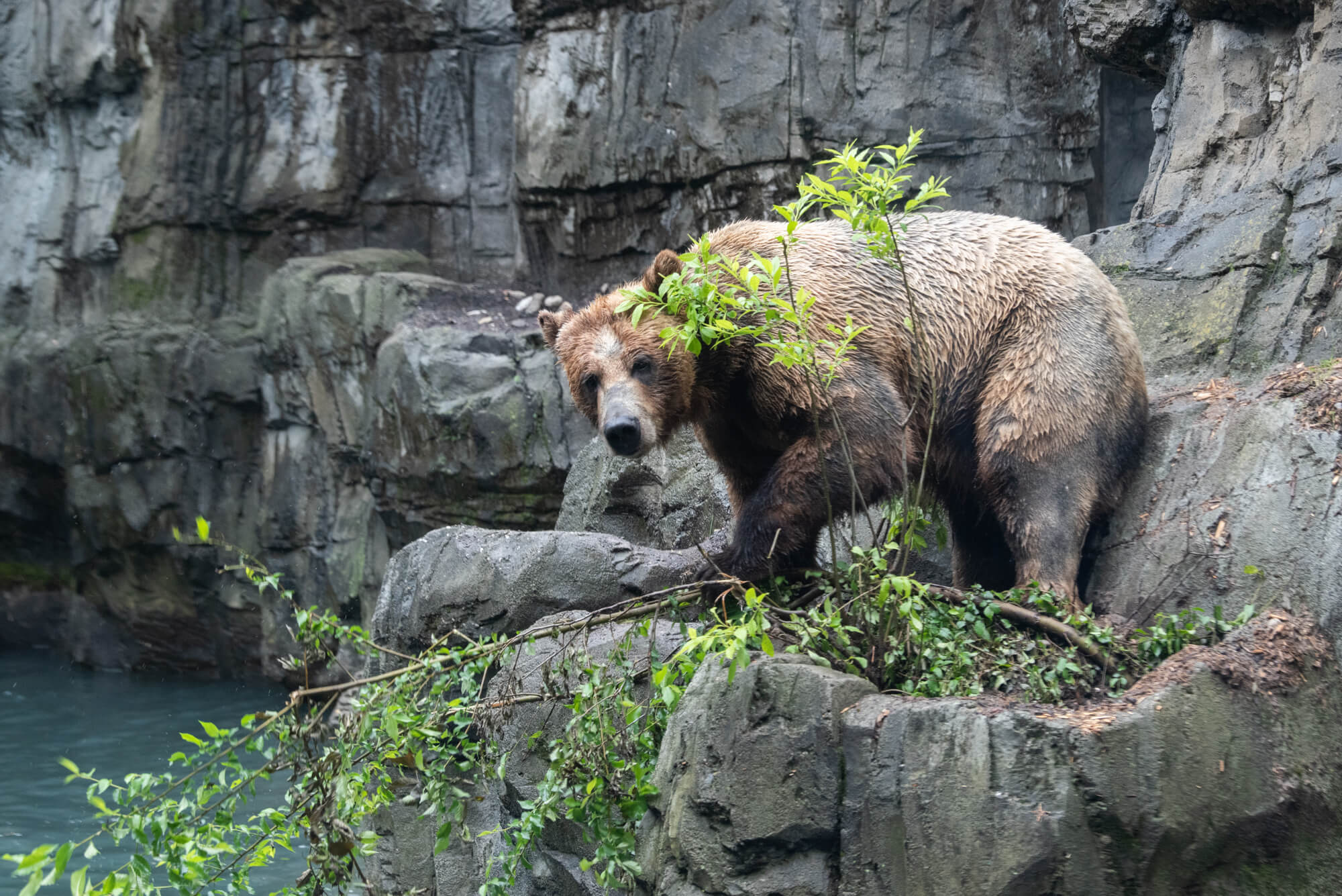 Three grizzly bears make their debut at Central Park Zoo 2