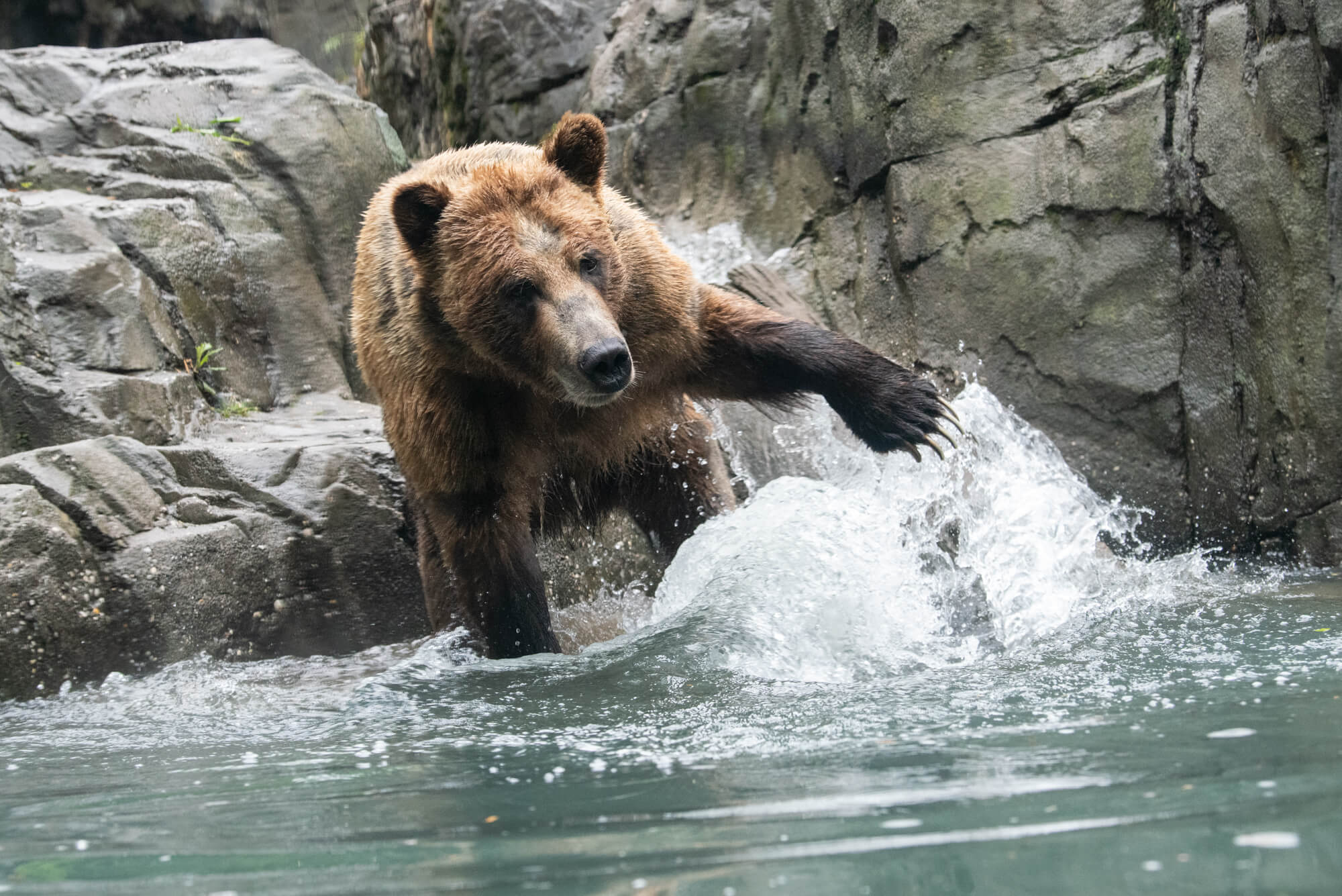 Three grizzly bears make their debut at Central Park Zoo | amNewYork