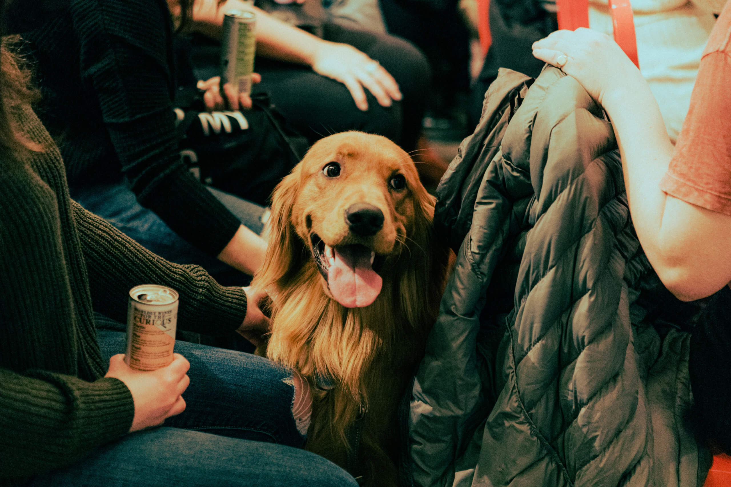 Must Love Dogs and Comedy brings dog-friendly live shows to New York City 4