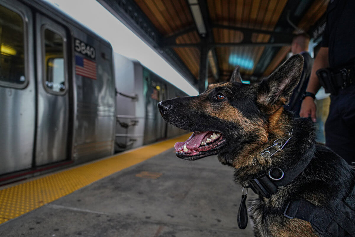 Exclusive: NYPD is TREDDing new ground with K-9 unit 4