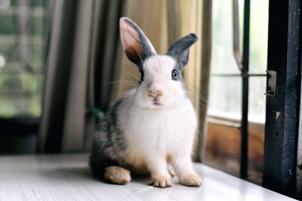 house rabbit network bunny sitting