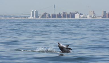 NYC a dining hotspot for bottlenose dolphins.