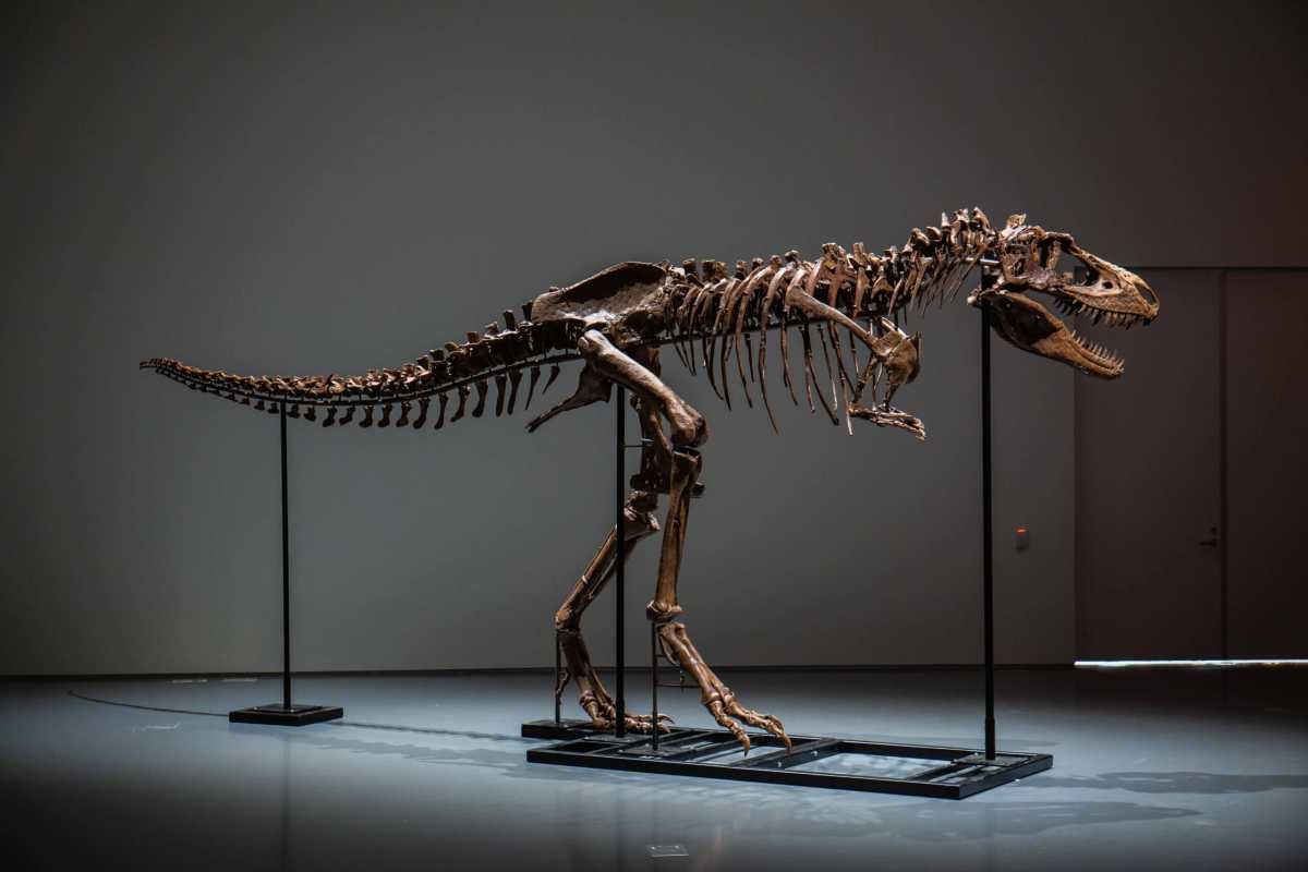061622-MFM-DINO-111