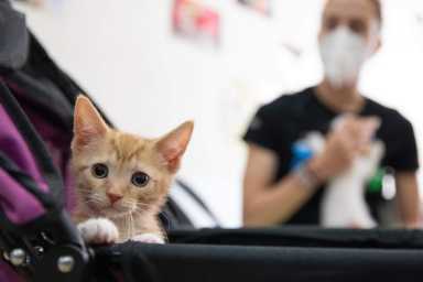 ASPCA Kitten Nursery_10K Kitten_2022June28_0012 – Zanzibar 10K Kitten