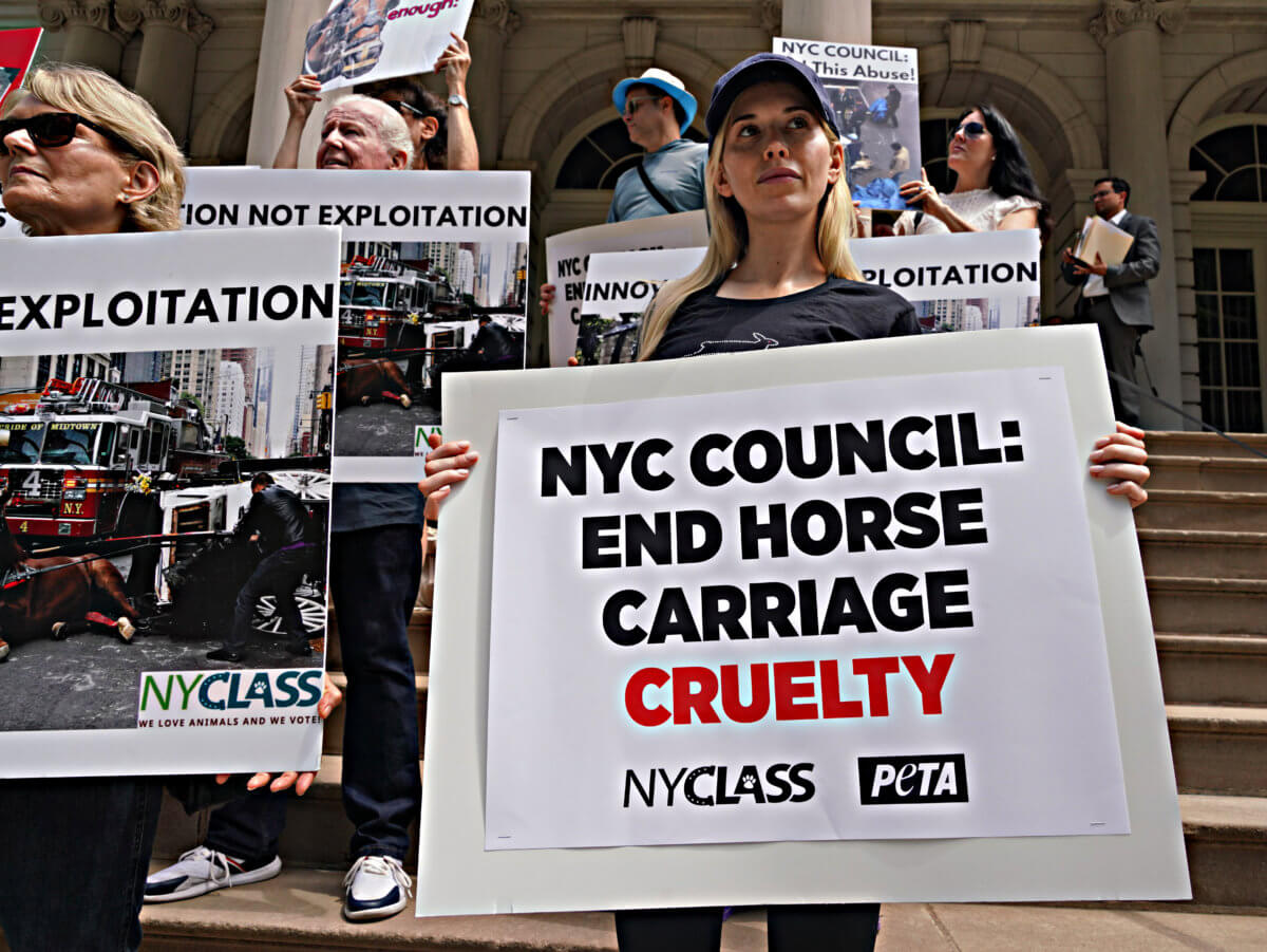 Queens Councilmember introduces legislation banning horse carriages 9