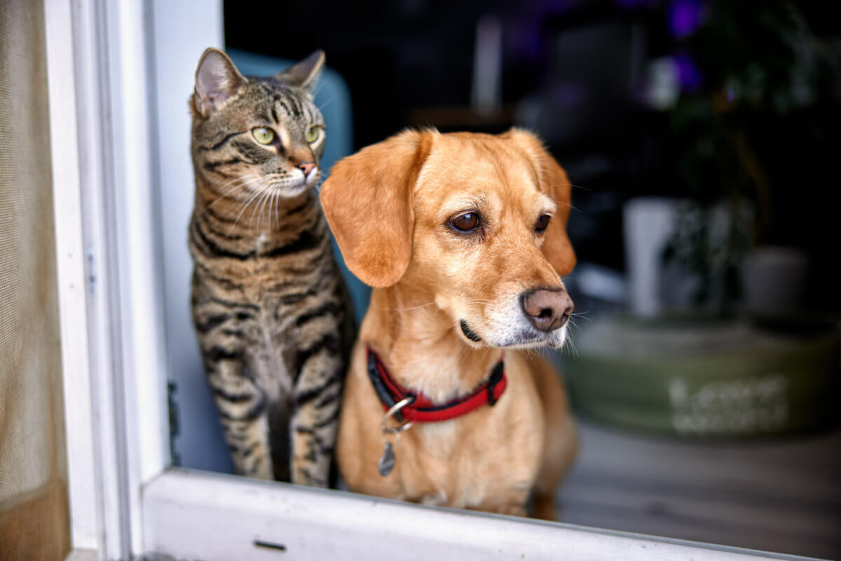 Pet-n-Sur - Dogs and cats being friends