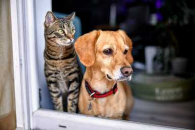 dog and cat as best friends, looking out the window together
