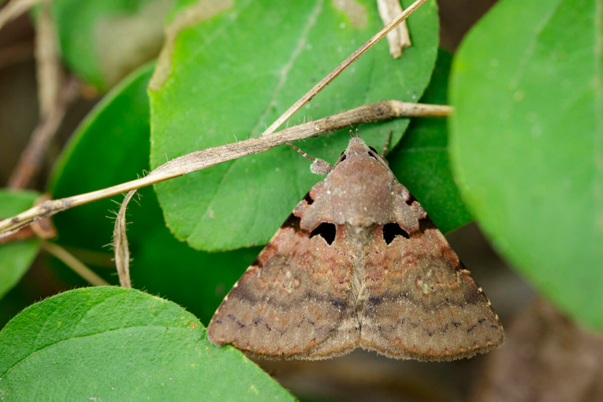 Image of brown butterfly(Moth) on green leaves. Insect Animal