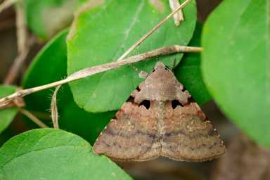 brown butterfly(Moth)