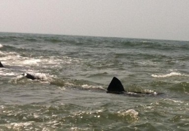 Rockaway Beach shark bite and 50-year-old woman
