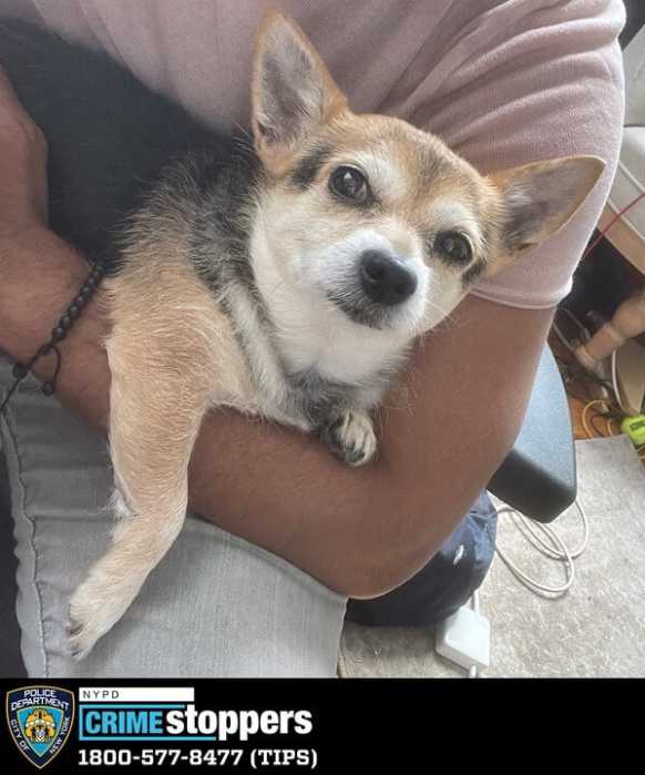 Brooklyn thieves steal dog during robbery