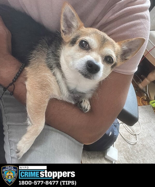 Brooklyn thieves steal dog during robbery