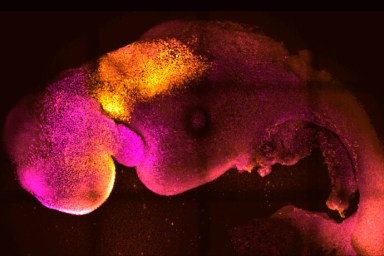stem cells mouse embryo
