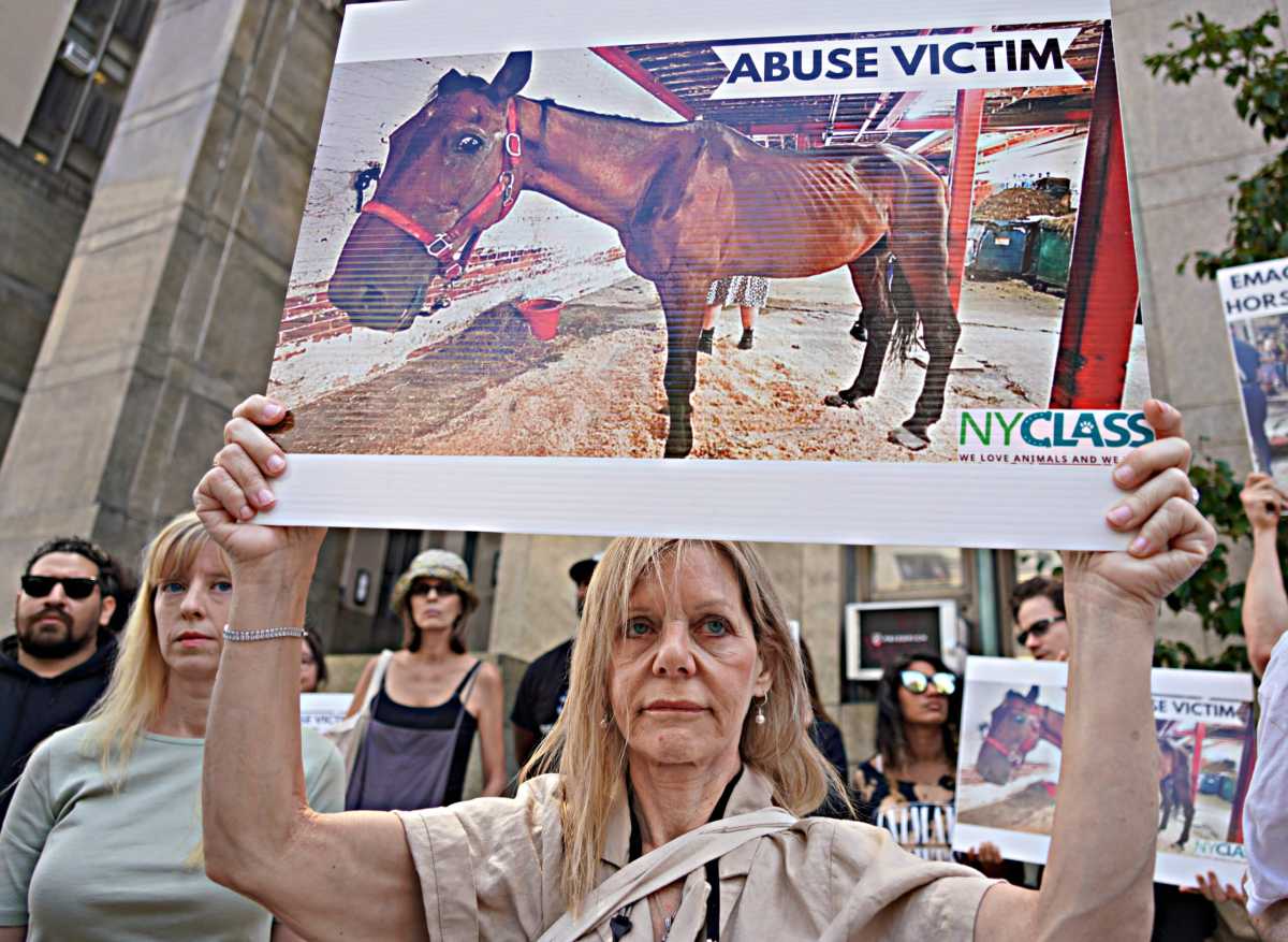 Carriage horse Ryder dies months after collapse