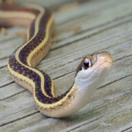 amNY Weekender | 7 things to do in NYC, Aug. 19-21 16