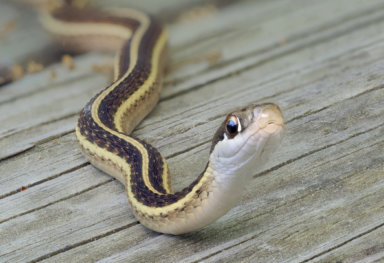 A Close-up Focus Stacked Image of a Ribbon Snake on a Wooden Deck
