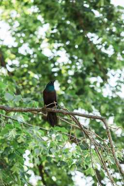 Grackle in Prospect Park