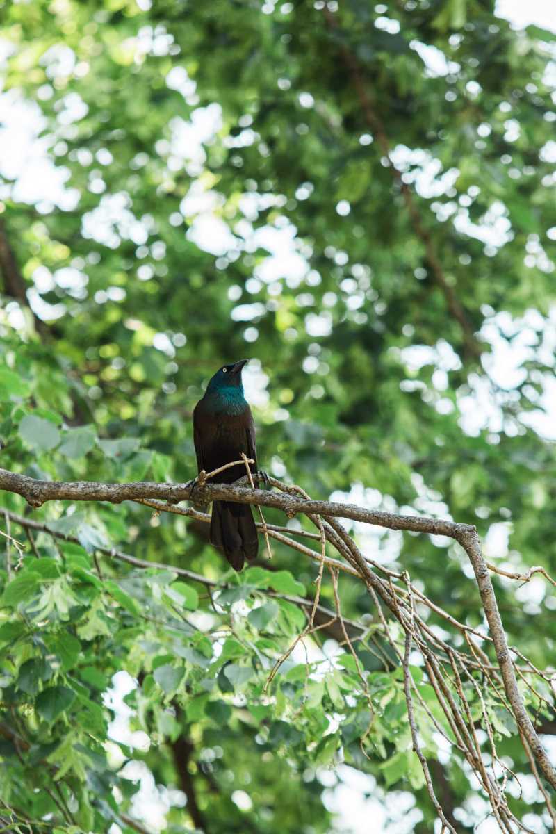 Grackle in Prospect Park
