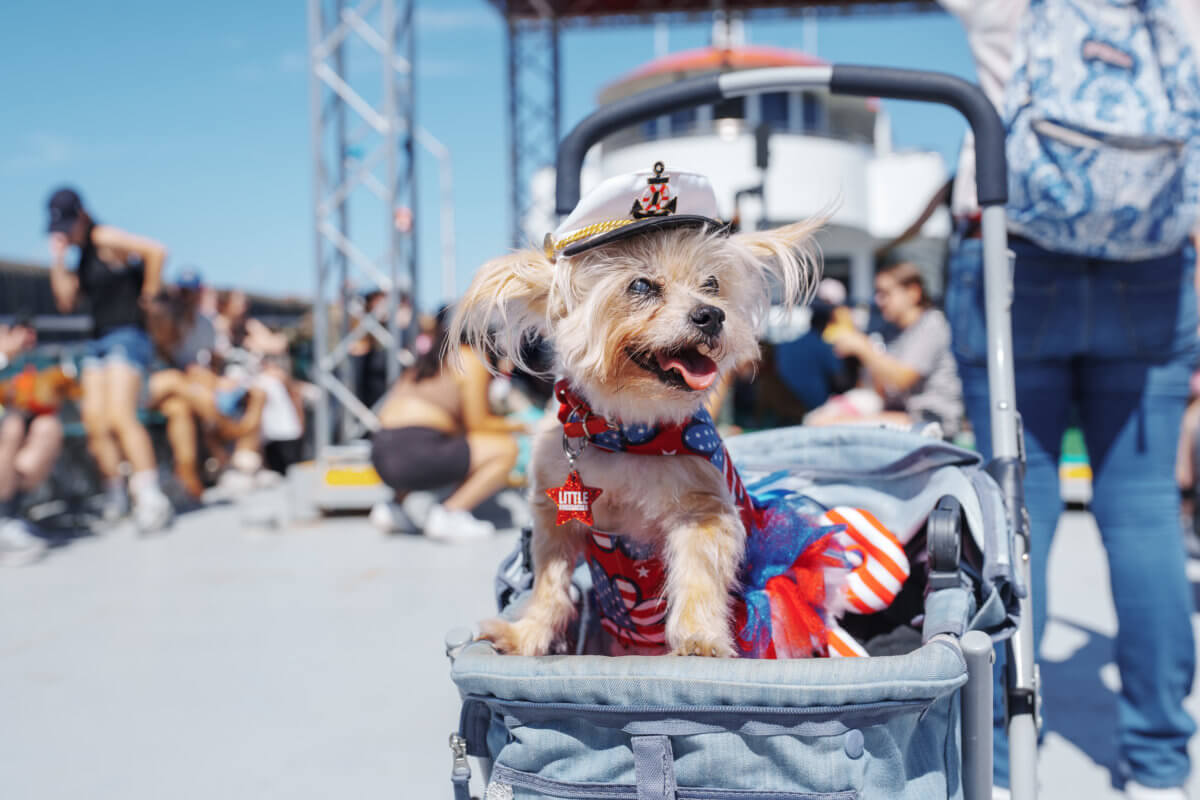 Are There Any Cruises That Allow Dogs