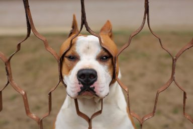 staten island pit bull