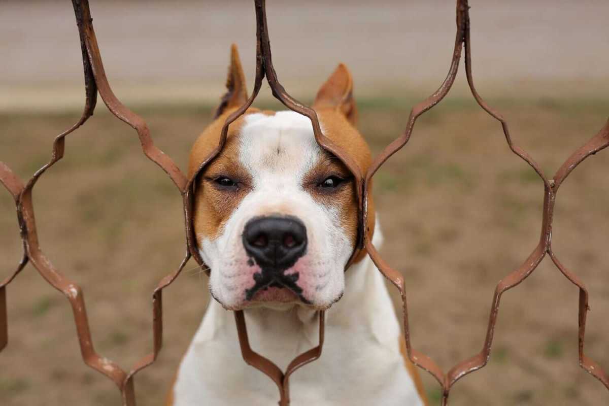 staten island pit bull