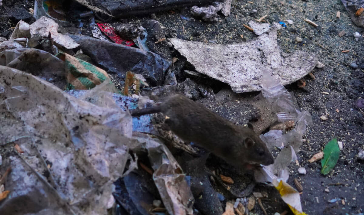 Mayor appears to rent chief rat-catcher to e-rat-icate metropolis rodents