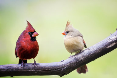 Male and female cardinal birds