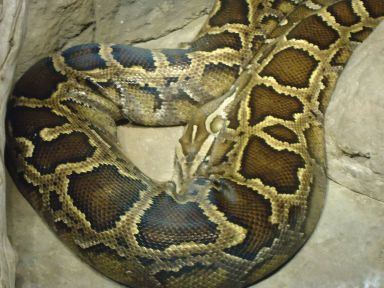 Gfp-burmese-python