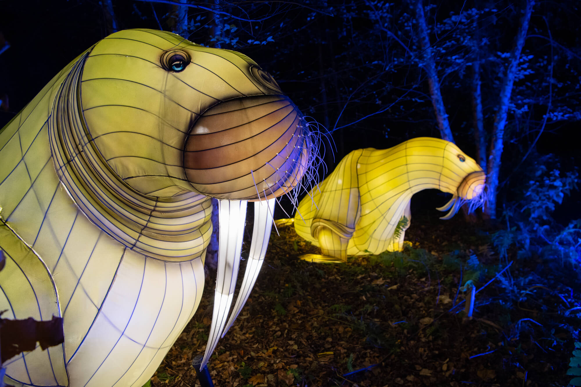 The Bronx Zoo's annual Holiday Lights festival to return next month 2