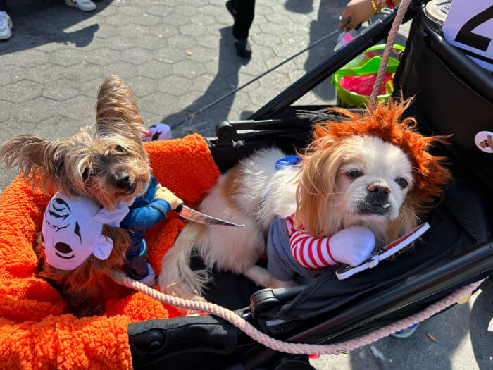 How Much It Costs To Adopt A Dog