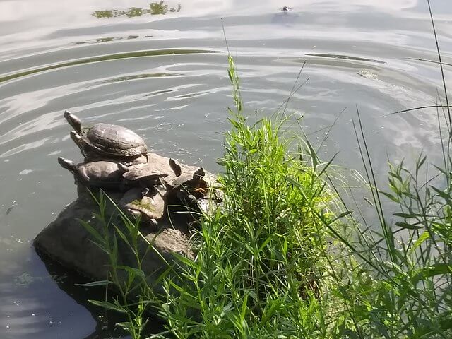 Turtles_on_a_rock_Harlem_Meer_10