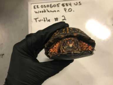 turtle1