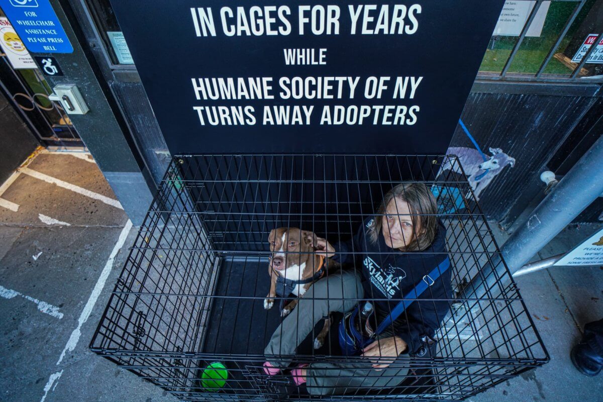 Humane society of nyc accenture consulting