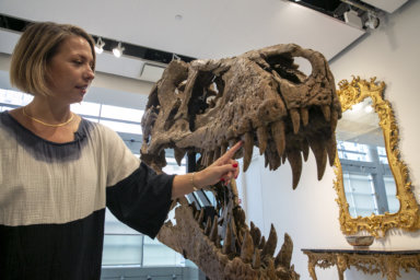 Tyrannosaurus Skull