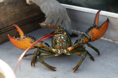 Whole Foods pulls lobsters from shelves